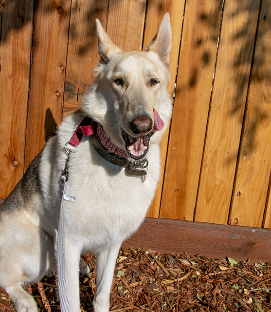 Cody (Aspen)